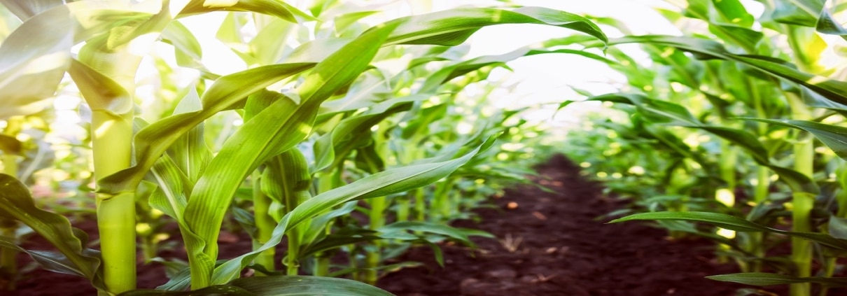 Coopératives agricoles : quelle vision de la transformation digitale par Microsoft & TVH Consulting ?